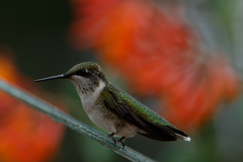 blog photo 149 hummingbird