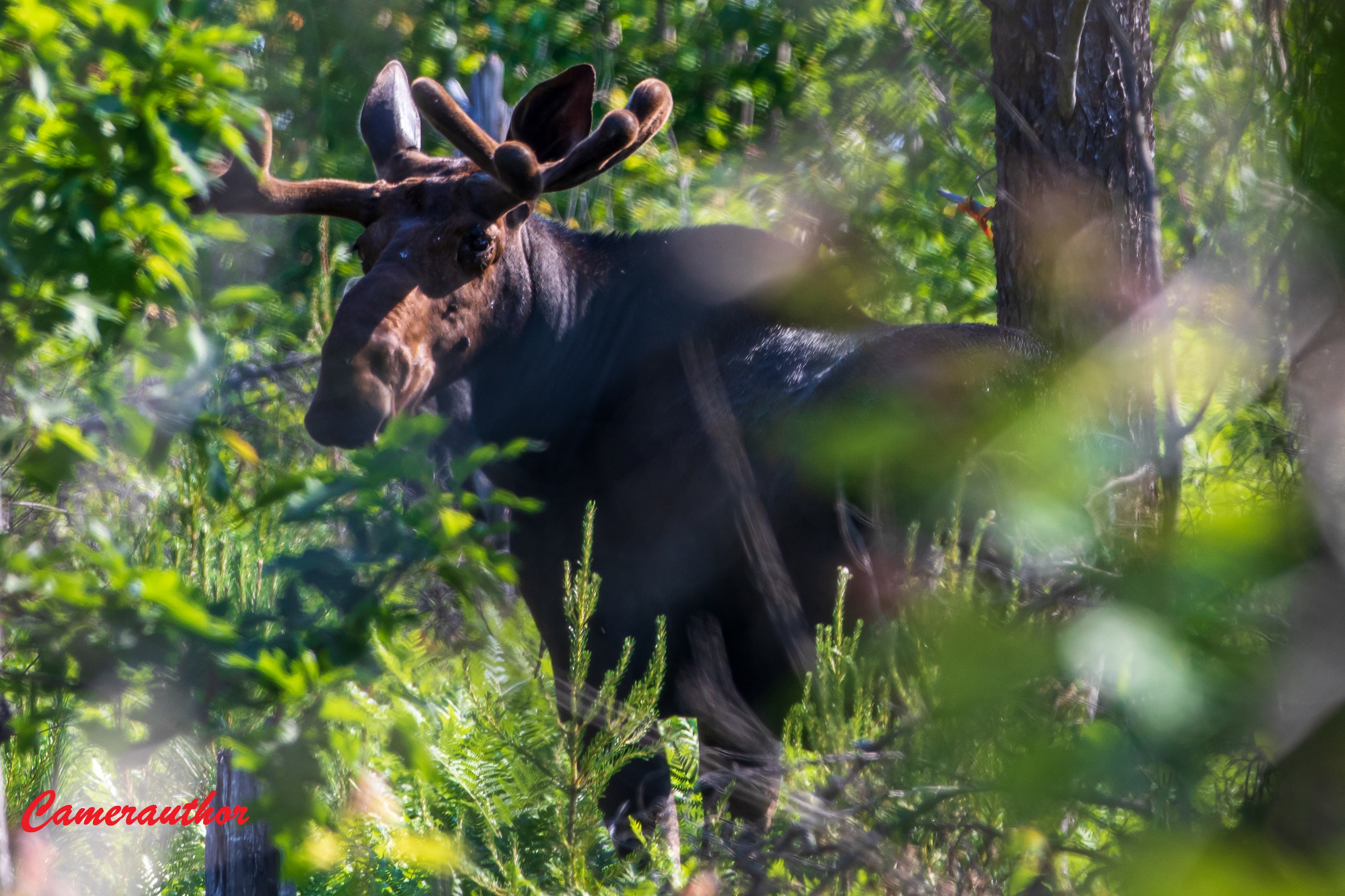 blog photo 210 moose